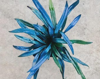 Helecho azul de aceite, planta joven poco común *(Todas las plantas requieren la compra de 2 plantas)*