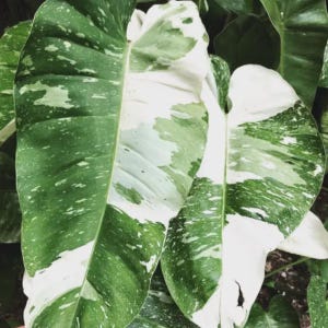 May include: Close-up of large, variegated leaves. The leaves are primarily green with white and cream-colored patches and speckles. The leaves have a smooth texture and a prominent vein structure. The image is well-lit, highlighting the natural colors and patterns.