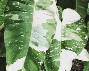 Philodendron Jose Buono variegated starter plant *(ALL plants require you to purchase any 2 plants)*