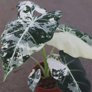 May include: Close-up of an Alocasia plant with large, variegated leaves. The leaves display a striking pattern of dark green, white, and light green patches. The plant is potted in a small, terracotta-colored pot, showcasing a unique houseplant.