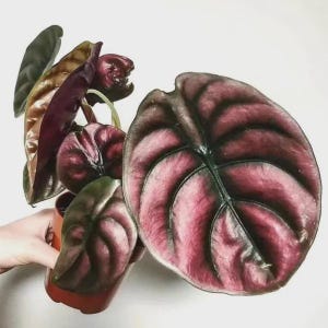 May include: A close-up of a potted plant with large, veined leaves. The leaves display a striking color gradient, transitioning from deep burgundy to a lighter pinkish hue. The plant is in a small, terracotta-colored pot.