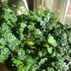 May include: A close-up of a potted plant with small, vibrant green leaves. The plant has a dense, bushy appearance, with many leaves visible. The leaves have a rounded shape and a slightly textured surface. The plant is in a pot, and the background is blurred.