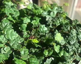 String of Frogs vining starter plant * *(ALL starter plants require you to purchase any 2 plants)*