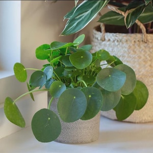 Pilea Monstera Plant - Etsy