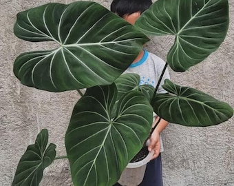 albino zz plant Zamioculcas Zamiifolia main image 1