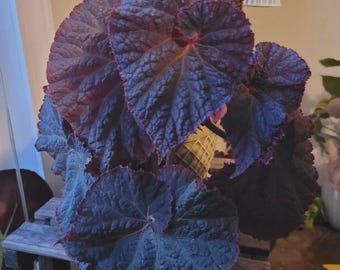 Iridiscent Begonia Black Magic 4" potted rare plant *(ALL plants require you to purchase any 2 plants)*