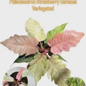Philodendron Splendid Variegated - Etsy