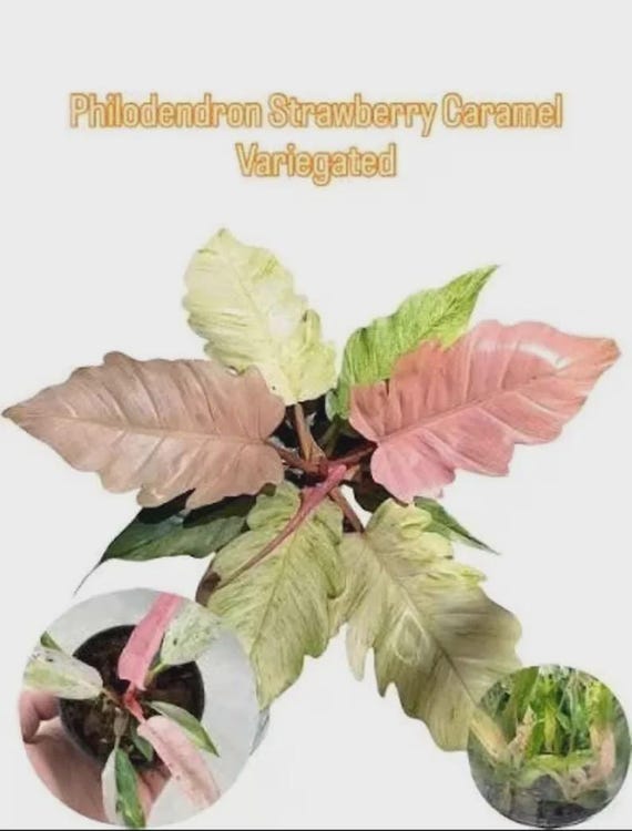 Philodendron Variegated Caramel Marble (Stawberry form) starter plant *(ALL plants require you to purchase any 2 plants)*