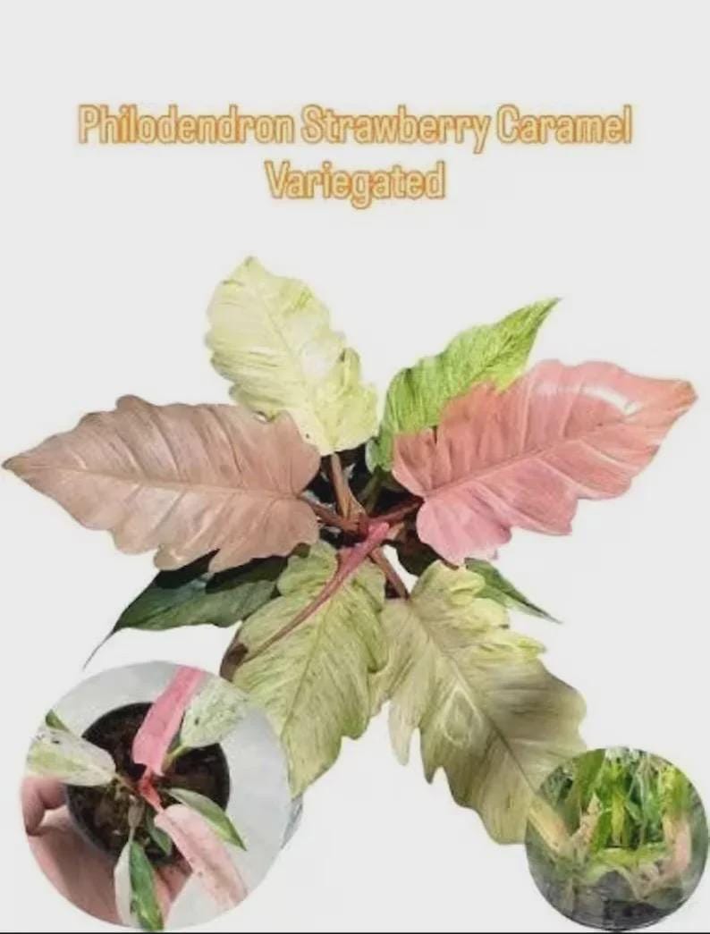 Puede incluir: Primer plano de una planta de Philodendron Strawberry Caramel Variegated. La planta presenta hojas grandes y abigarradas en tonos rosa, verde y crema. El texto "Philodendron Strawberry Caramel Variegated" se muestra en la parte superior de la imagen.