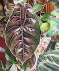 Alocasia Azlanii red mambo starter plant *(ALL plants require you to purchase any 2 plants)*