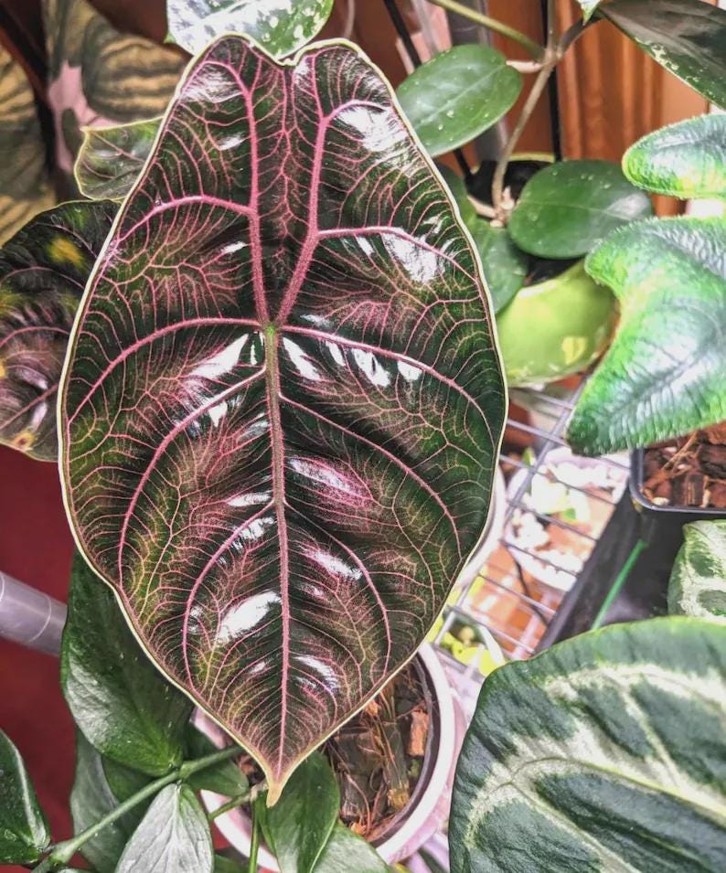 Alocasia Pink Azlanii - Etsy