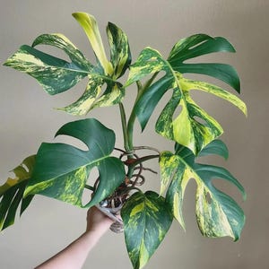 May include: Variegated Monstera plant with large, split leaves. The leaves display a striking pattern of green and yellow, creating a unique visual appeal. The plant is held in a clear container, showcasing its root system. A vibrant houseplant for any space.