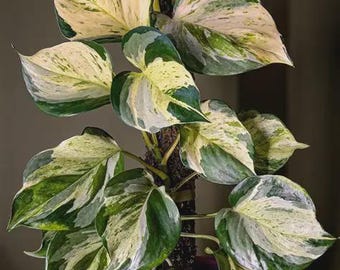 May include: A potted houseplant with large, variegated leaves in shades of green, cream, and white. The plant is supported by a moss pole and sits in a terracotta pot. The leaves have a marbled appearance.