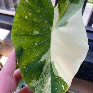 May include: Close-up of a large, variegated leaf. The leaf is divided into two distinct sections: one half is a vibrant green with white speckles, and the other half is a creamy white. The leaf's texture and veining are clearly visible.