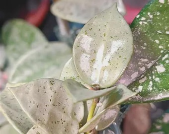 Hoya Silver Mint coin rare 2" potted plant * *(ALL starter plants require you to purchase any 2 plants)*