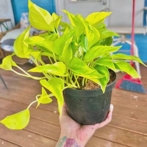 Rare Pothos - Etsy