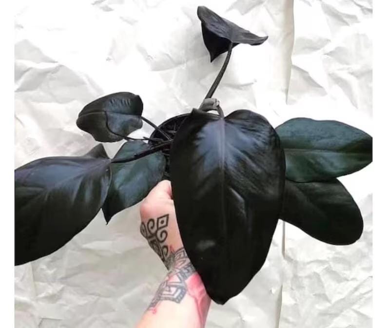 May include: A houseplant with large, dark green leaves. The plant has a deep, almost black hue, with a glossy sheen. The leaves are heart-shaped and have prominent veins. The plant is in a black pot, set against a white background.
