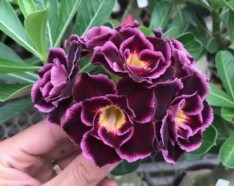 May include: Close-up of a cluster of dark burgundy flowers with yellow centers and pink edges. The flowers are surrounded by green leaves. The image is well-lit, showcasing the intricate details of the petals and foliage.