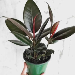 leucothoe scarletta plant Leucothoe Scarletta Sense, 5.5L – Burford Garden Co main image 1