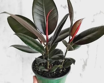 Ficus Burgundy rubber tree starter plant *(ALL starter plants require you to purchase any 2 plants)*