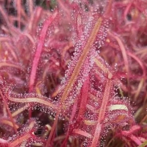 May include: Close-up of a vibrant pink carnivorous plant, likely a sundew, with long, slender leaves covered in glistening droplets. The plant's color ranges from deep pink to light red, with a few yellow-orange stems.