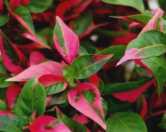 Alternanthera party time pink starter plant *(ALL starter plants require you to purchase any 2 plants)*