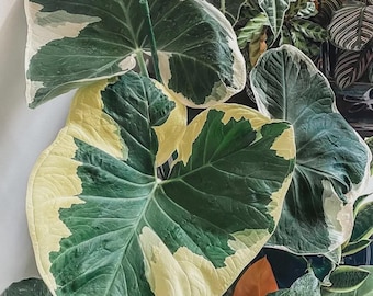 Planta joven de Alocasia Mickey Mouse *(Todas las plantas requieren la compra de 2 plantas)*