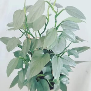 May include: A potted houseplant with large, silvery-green, heart-shaped leaves. The plant has multiple stems and is set against a white background. The leaves have a smooth texture and a slight sheen.