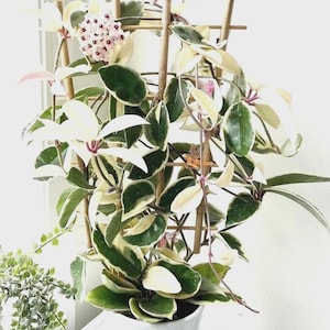 May include: A potted Hoya plant with variegated leaves in shades of green and white, supported by a bamboo trellis. The plant features clusters of small, pink flowers. The pot is white, and the plant is placed near a window.