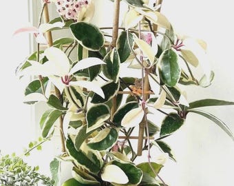 May include: A potted Hoya plant with variegated leaves in shades of green and white, supported by a bamboo trellis. The plant features clusters of small, pink flowers. The pot is white, and the plant is placed near a window.