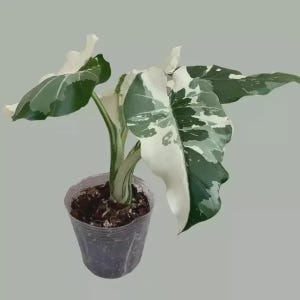 Stingray Philodendron - Etsy