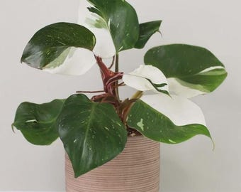 Philodendron white knight starter plant *(ALL plants require you to purchase any 2 plants)*