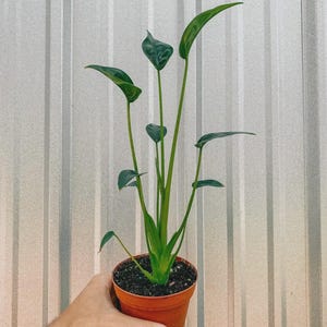 dancing plant Dancing Plant Plant Care - How to Grow Codariocalyx Motorius