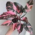 Philodendron black cherry pink princess starter plant *(ALL plants require you to purchase any 2 plants)*