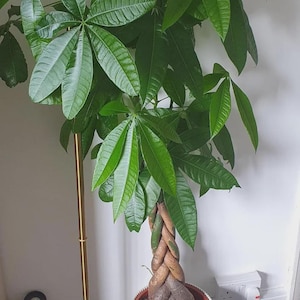 May include: A Money Tree plant with vibrant green leaves and a braided trunk, potted in a white, ribbed planter. The plant is next to a gold floor lamp with a geometric shade.