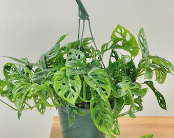 Monstera Adansonii starter plant * *(ALL plants require you to purchase any 2 plants)*