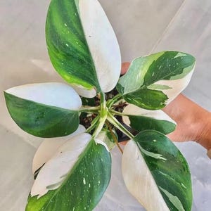 May include: Close-up of a Philodendron plant with large, variegated leaves. The leaves are a striking combination of white and deep green, with a speckled pattern. The plant is in a small pot, showcasing its unique foliage.