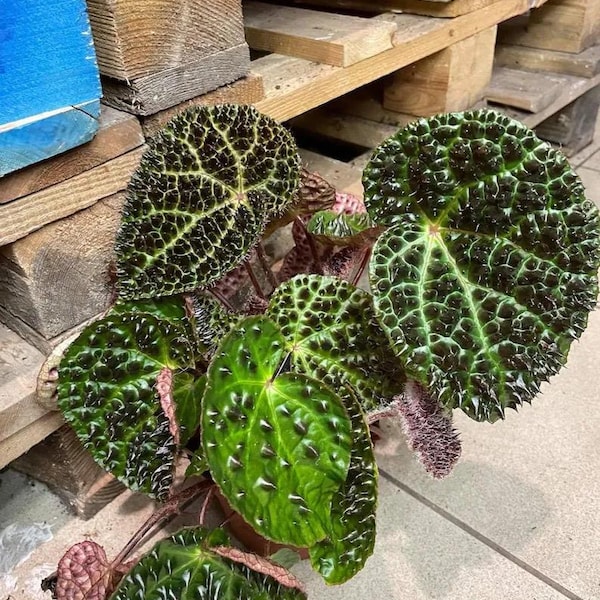 Begonia Ferox 4" pot with spiked leaves * *(ALL plants require you to purchase any 2 plants)*