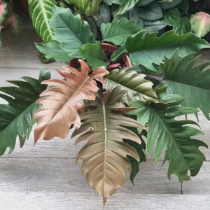 May include: Close-up of a plant with large, textured leaves. The leaves vary in color, with some displaying a deep green hue and others showcasing shades of bronze and brown. The plant's leaves have a unique, jagged edge.