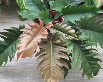 Planta joven de Philodendron pluto choco empress *(Todas las plantas requieren la compra de 2 plantas)*