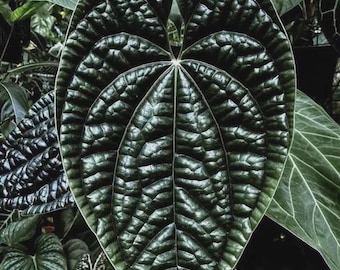 Scott Cohen Anthurium Antolakii (known as BVEP) X NSE Anthurium