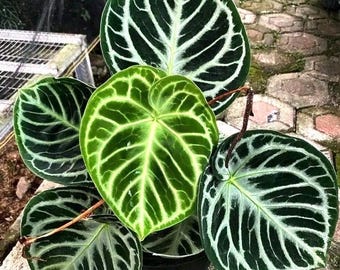 Anthurium (SKG Silver X Red Crystallinum) X Anthurium Dorayaki