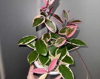 Hoya Carnosa "Flamingo dream" 4" potted plant * *(ALL starter plants require you to purchase any 2 plants)*