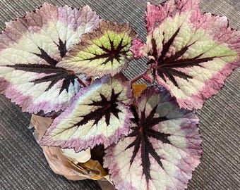 Begonia rex fire woman starter plant *(ALL plants require you to purchase any 2 plants)*