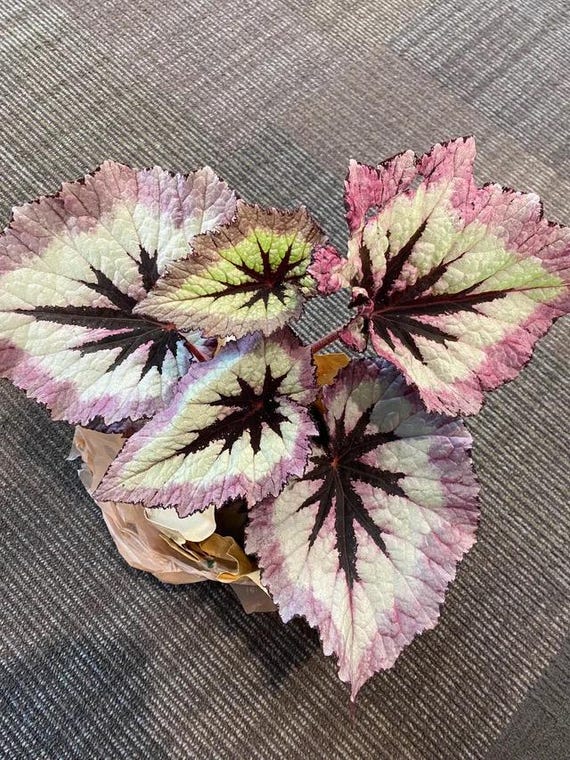 Begonia rex fire woman starter plant *(ALL plants require you to purchase any 2 plants)*