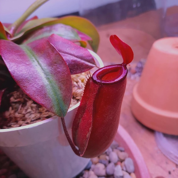 Nepenthes lady luck red starter plant * *(ALL plants require you to purchase any 2 plants)*