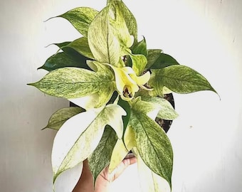 Philodendron Florida Ghost mint starter plant *(ALL plants require you to purchase any 2 plants)*