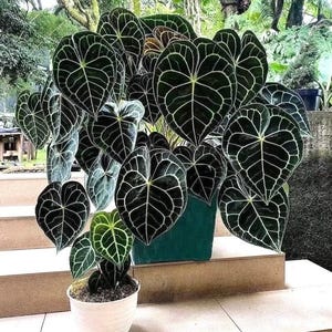 Philodendron King of Spades - Etsy