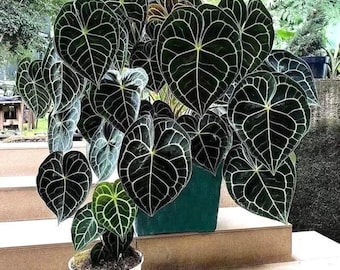 Anthurium Clarinervium 4" potted plant (2 plants per pot) *(ALL plants require you to purchase any 2 plants)*