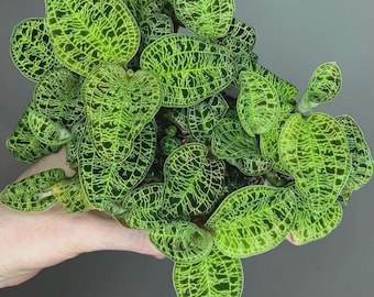 Macodes petola "lightning" jewel orchid starter plant *(ALL starter plants require you to purchase any 2 plants)*